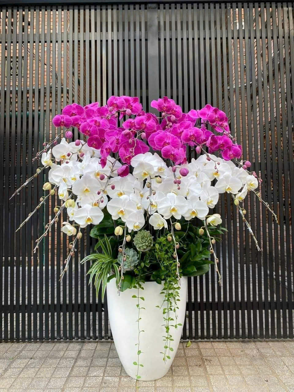 Lan hồ điệp 014