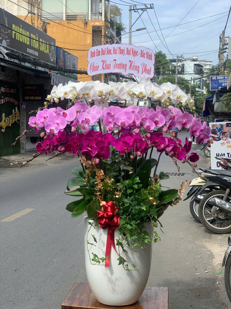 Lan hồ điệp 016