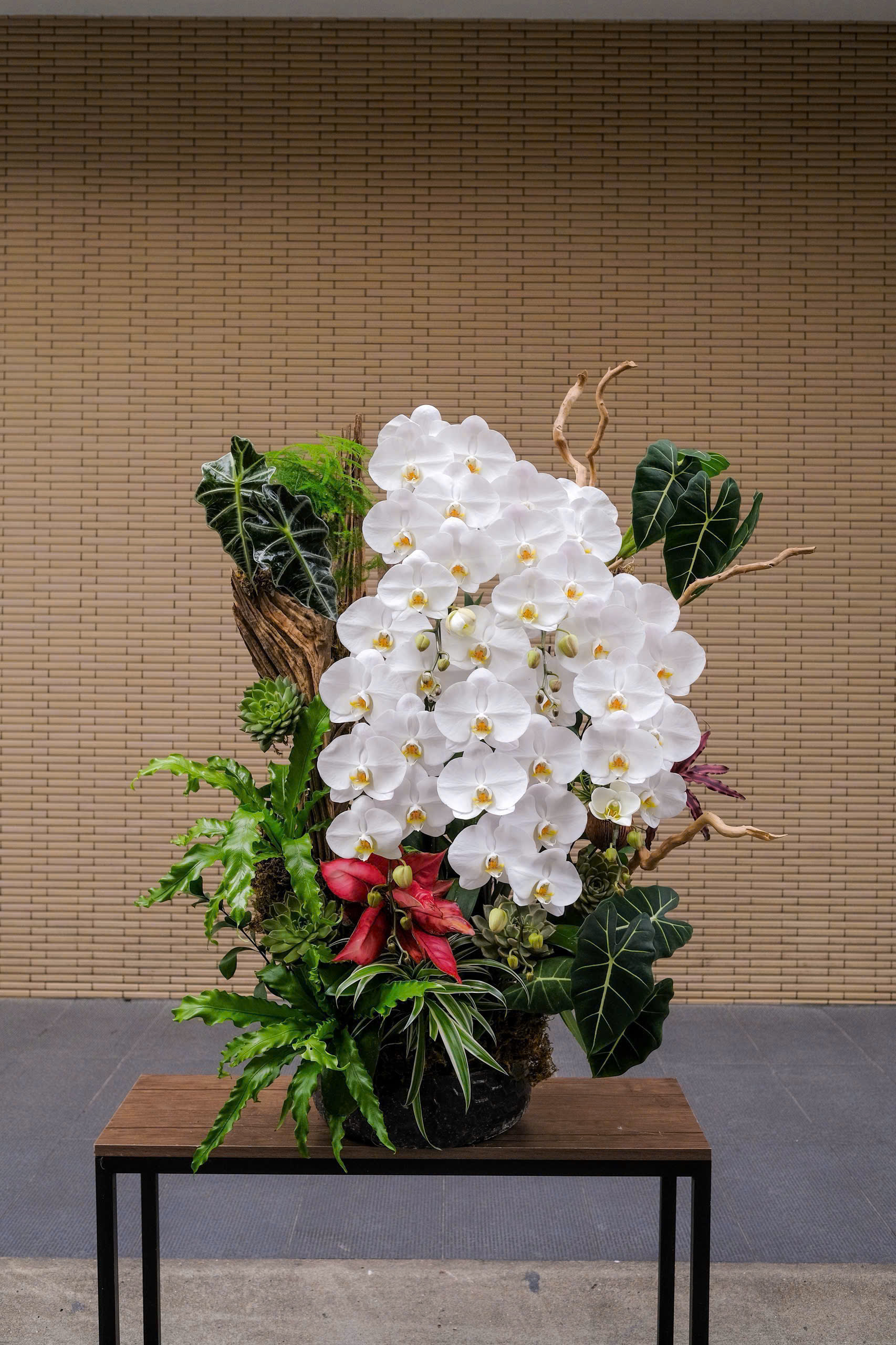 Lan hồ điệp 017