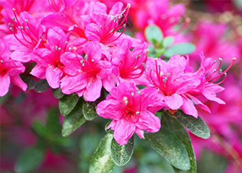 Ý Nghĩa Của Hoa Đỗ Quyên